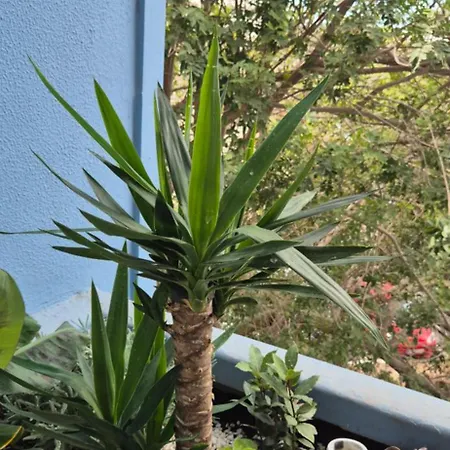 Apartman Relax Flat Palm View