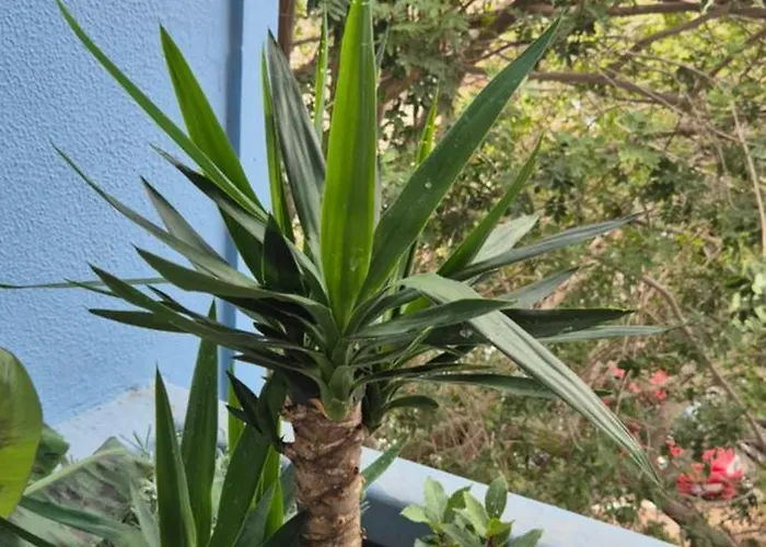 Apartment Relax Flat Palm View